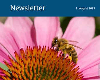 Bee on a pink coneflower.