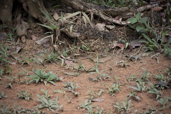 Langanhaltende Dürre beeinflusst entscheidend, in welchem Maße Regenwaldböden biogene flüchtige organische Verbindungen (VOC) emittieren und verbrauchen können. Regenwaldboden, ATTO, Brasilien