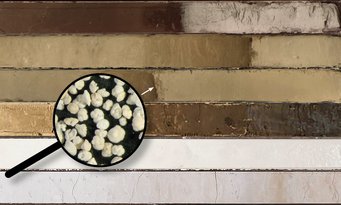 Sedimentbohrkerne aus dem Ozeanboden liefern Einblick in vergangene Zeiten: Aus Stickstoffisotopen und der Größe von Mikrofossilien schließen Forschende, dass der Sauerstoffgehalts des tropischen Ozeans während einer erdgeschichtlichen Epoche zugenommen hat. Die Lupe zeigt Fossilien von Foraminiferen.  Die Lupe zeigt Fossilien von Foraminiferen