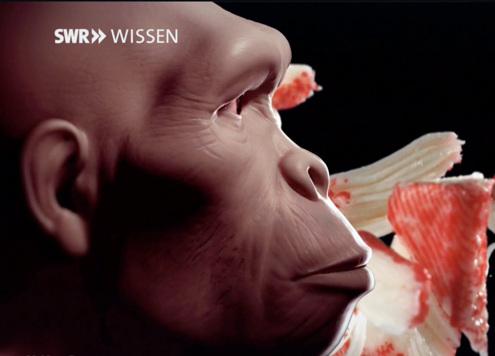 HoMeCo on TV. Human evolution: Was eating meat important?