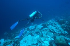 Expeditionstaucherin Rose Dodwell dokumentiert das Ausmaß der Korallenbleiche entlang eines Transekts in 32 Metern Tiefe (Das weiße Transektband ist in der Mitte des Bildes sichtbar).