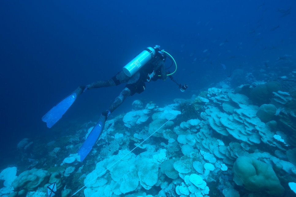 Expeditionstaucherin Rose Dodwell dokumentiert das Ausmaß der Korallenbleiche entlang eines Transekts in 32 Metern Tiefe (Das weiße Transektband ist in der Mitte des Bildes sichtbar).