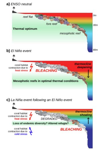 Schematische Darstellung über die Belastungen für ein mitteltief bis tief gelegenes Korallen-Ökosystem verursacht durch aufeinanderfolgende extreme Warm- und Kaltwassereinflüsse: Dargestellt sind unterschiedliche hypothetische Wassertemperaturen in (a) einem durchschnittlichen Jahr, (b) einem extremen El-Niño-Ereignis und (c) einem extremen La-Niña-Ereignis nach einem extremen El-Niño-Ereignis.  Schematische Darstellung über die Belastungen für ein mitteltief bis tief gelegenes Korallen-Ökosystem verursacht durch aufeinanderfolgende extreme Warm- und Kaltwassereinflüsse: Dargestellt sind unterschiedliche hypothetische Wassertemperaturen in (a) einem durchschnittlichen Jahr, (b) einem extremen El-Niño-Ereignis und (c) einem extremen La-Niña-Ereignis nach einem extremen El-Niño-Ereignis.