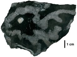 An example of a Middle Devonian reef limestone (polished section) from the Hönnetal in the Sauerland region with the branching soil coral Thamnopora sp. Scale 1 cm. This coral was one of the most important reef-building corals of the Devonian geological period worldwide.