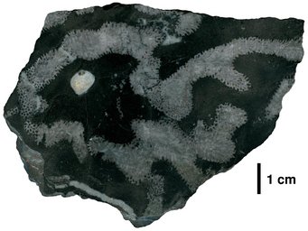 An example of a Middle Devonian reef limestone (polished section) from the Hönnetal in the Sauerland region with the branching soil coral Thamnopora sp. Scale 1 cm. This coral was one of the most important reef-building corals of the Devonian geological period worldwide. Credit: Simon Felix Zoppe, 2021 An example of a Middle Devonian reef limestone (polished section) from the Hönnetal in the Sauerland region with the branching soil coral Thamnopora sp. Scale 1 cm. This coral was one of the most important reef-building corals of the Devonian geological period worldwide.
