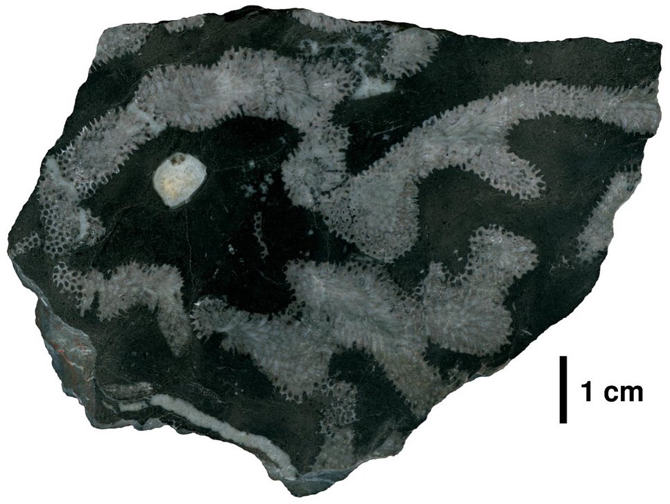 An example of a Middle Devonian reef limestone (polished section) from the Hönnetal in the Sauerland region with the branching soil coral Thamnopora sp. Scale 1 cm. This coral was one of the most important reef-building corals of the Devonian geological period worldwide. 