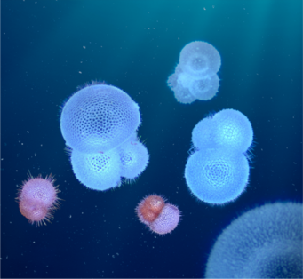 Planktonic foraminifera are tiny marine organisms that are important for the marine ecosystem. In response to the increasing warming and acidification of the oceans, they are migrating deeper into the sea to preserve their populations. Planktonic foraminifera