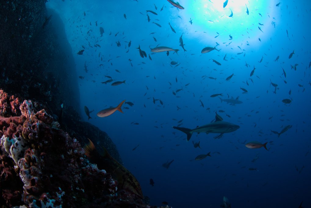 The islands of the Revillagigedo Archipelago (Mexico), in the eastern Tropical North Pacific are teeming with marine life. Paradoxically, however, at a few hundred meters below the surface lies one of the largest oxygen-deprived water masses. The islands of the Revillagigedo Archipelago (Mexico), in the eastern Tropical North Pacific are teeming with marine life.