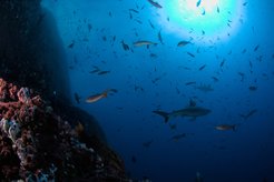 The islands of the Revillagigedo Archipelago (Mexico), in the eastern Tropical North Pacific are teeming with marine life.