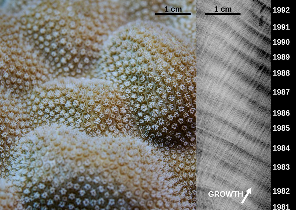 The surface of the Porites sp. stony corals used in this study is composed of thousands of tiny coral polyps, each with several tentacles and a central opening that acts as a mouth. These polyps secrete calcium carbonate to form the coral's skeleton. Annual changes in coral skeletal density (driven by changes in water temperature) can be discerned using X-ray imaging, as visualized here in an image by Renate Rabenstein of the Senckenberg Natural History Museum (Frankfurt, Germany). The surface of the Porites sp. stony corals used in this study is composed of thousands of tiny coral polyps, each with several tentacles and a central opening that acts as a mouth.