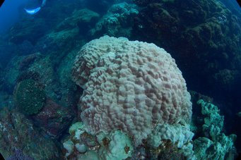 Beispiel einer Kolonie der Steinkoralle Porites sp., die auf dem felsigen Boden der Insel San Benedicto im Revillagigedo-Archipel wächst. Dieses Exemplar ist wahrscheinlich über 50 Jahre alt, ähnlich wie die Kolonien, die Alan Foreman (MPIC) während einer Expedition an Bord der Segelyacht Acadia (Mark and Rachel Rohr Foundation) untersuchte, um die Dynamik der sauerstoffarmen Zone (ODZ) des östlichen tropischen Nordpazifiks zu rekonstruieren. Fokus auf Korallen