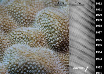 Die Oberfläche der in dieser Studie verwendeten Steinkorallen Porites sp. besteht aus Tausenden winziger Korallenpolypen, die jeweils mehrere Tentakeln und eine zentrale Öffnung aufweisen, die als Mund fungiert. Diese Polypen scheiden Kalziumkarbonat aus, um das Skelett der Koralle zu bilden. RECHTS: Jährliche Veränderungen in der Skelettdichte der Koralle (verursacht durch Veränderungen der Wassertemperatur) können mithilfe von Röntgenaufnahmen sichtbar gemacht werden, wie hier in einem Bild von Renate Rabenstein vom Senckenberg Naturmuseum (Frankfurt, Deutschland) dargestellt. Die Oberfläche der in dieser Studie verwendeten Steinkorallen Porites sp. besteht aus Tausenden winziger Korallenpolypen, die jeweils mehrere Tentakeln und eine zentrale Öffnung aufweisen, die als Mund fungiert.