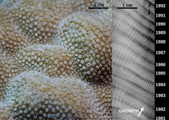 Die Oberfläche der in dieser Studie verwendeten Steinkorallen Porites sp. besteht aus Tausenden winziger Korallenpolypen, die jeweils mehrere Tentakeln und eine zentrale Öffnung aufweisen, die als Mund fungiert.