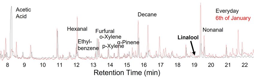 Chromatogram of the indoor air in the Mainz CathedralDepiction of the volatile organic compounds (VOCs) found in the Cathedral’s indoor air. The peaks represent individual substances — aldehydic, aromatic, and terpenoid compounds. On January 6 (Epiphany), the chromatogram (red), compared to the everyday profile (black), shows additional signals of typical incense components originating from the festive liturgy. (Measurement and processing: Kathleen Raap) Chromatogram of the indoor air in the Mainz CathedralDepiction of the volatile organic compounds (VOCs) found in the Cathedral’s indoor air. The peaks represent individual substances — aldehydic, aromatic, and terpenoid compounds. On January 6 (Epiphany), the chromatogram (red), compared to the everyday profile (black), shows additional signals of typical incense components originating from the festive liturgy. (Measurement and processing: Kathleen Raap)