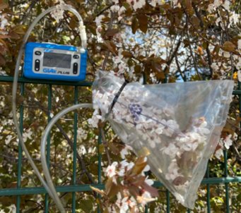 Sampling blackthorn using TD-GC-MSFloral volatiles are collected on site using sorptive materials and later analyzed in the laboratory via thermal desorption gas chromatography–mass spectrometry (TD-GC-MS). This enables precise identification of the complex chemical composition. (Photo and sampling by Eunyeong Jin) Sampling blackthorn using TD-GC-MSFloral volatiles are collected on site using sorptive materials and later analyzed in the laboratory via thermal desorption gas chromatography–mass spectrometry (TD-GC-MS). This enables precise identification of the complex chemical composition. (Photo and sampling by Eunyeong Jin)