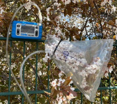 Sampling blackthorn using TD-GC-MSFloral volatiles are collected on site using sorptive materials and later analyzed in the laboratory via thermal desorption gas chromatography–mass spectrometry (TD-GC-MS). This enables precise identification of the complex chemical composition. (Photo and sampling by Eunyeong Jin)