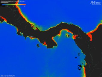 In 2025 (right picture), gap winds blowing across the cordillera from the Caribbean Sea were not strong enough to cause upwelling of subsurface waters to the sea surface. Map showing chlorophyll a concentration in sea water around Central America, highlighting coastal regions.