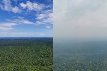 Ein Blick vom Forschungsturm ATTO auf den Amazonas-Regenwald bei klarer Sicht und bei dichtem Rauch im Jahr 2023, als eine außerordentliche Dürre herrschte und viele Feuer wüteten. Dichter grüner Wald, links klarer Himmel, rechts unklare Sicht durch Rauch.