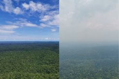 Dichter grüner Wald, links klarer Himmel, rechts unklare Sicht durch Rauch.