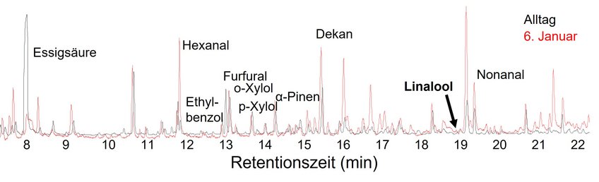 Abbildung 2: Chromatogramm der Raumluft im Mainzer DomDarstellung der flüchtigen organischen Verbindungen (VOCs), die in der Raumluft des Doms gefunden wurden. Die Spitzen repräsentieren einzelne Substanzen – aldehydische, aromatische und terpenoide Verbindungen. Am 6. Januar (Epiphanie) enthält das Chromatogramm (rot) im Vergleich zum Alltagsprofil (schwarz) zusätzliche Signale typischer Weihrauchbestandteile aus der Festliturgie. (Messung und Bearbeitung: Kathleen Raap) Abbildung 2: Chromatogramm der Raumluft im Mainzer DomDarstellung der flüchtigen organischen Verbindungen (VOCs), die in der Raumluft des Doms gefunden wurden. Die Spitzen repräsentieren einzelne Substanzen – aldehydische, aromatische und terpenoide Verbindungen. Am 6. Januar (Epiphanie) enthält das Chromatogramm (rot) im Vergleich zum Alltagsprofil (schwarz) zusätzliche Signale typischer Weihrauchbestandteile aus der Festliturgie. (Messung und Bearbeitung: Kathleen Raap)