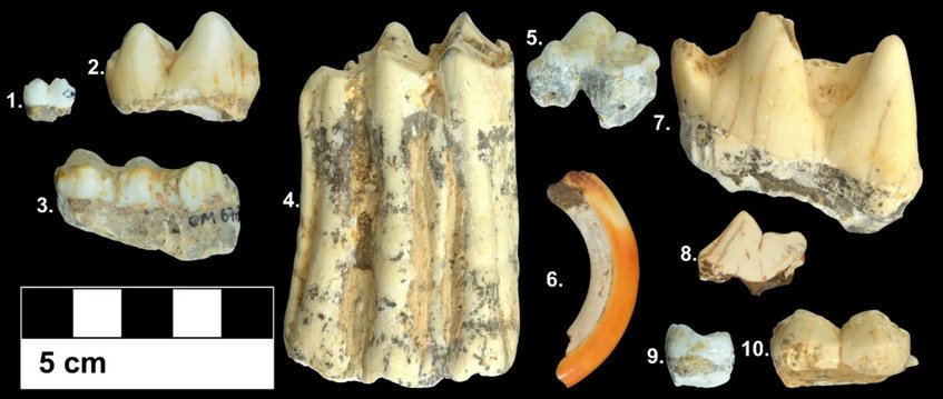 Beispiele für fossile Zähne, die in dieser Studie analysiert wurden, darunter Exemplare von 1) einem Makaken, 2) einem ausgestorbenen Riesentapir, 3) einem Wildschwein, 4) einem wilden Großboviden, 5) einem Tiger, 6) einem Stachelschwein, 7) einem Sumatra-Nashorn, 8) einem Rothund, 9) einem Orang-Utan und 10) einem Riesenpanda. Fossile Zähne