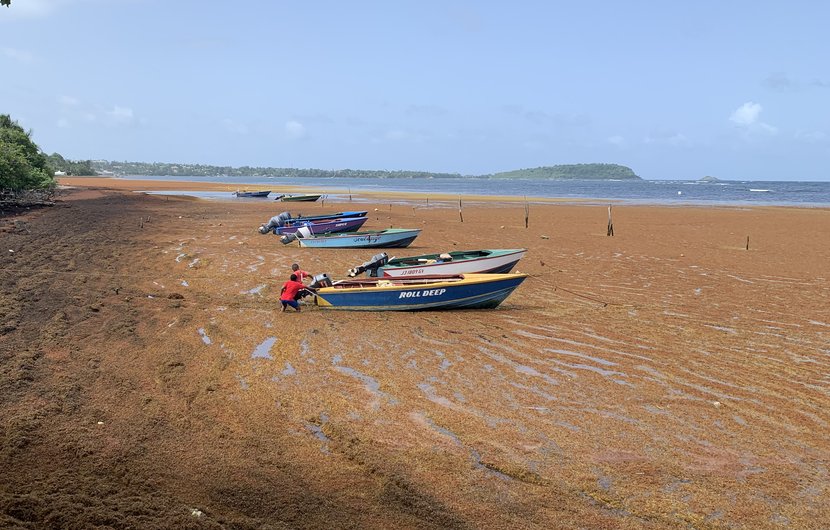 Auf Grenada kämpfen sich zwei Jungen in Soubise durch einen dichten Sargassum-Teppich, um ihr Boot an den Strand zu ziehen. 