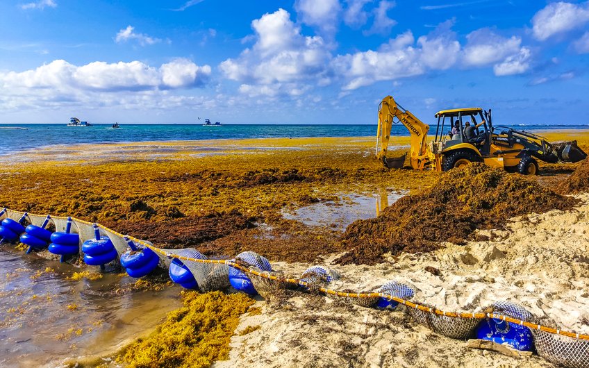 Playa del Carmen, a popular vacation destination on Mexico's Yucatán Peninsula, faces significant Sargassum strandings during summer months, as do other Caribbean coastlines. To maintain beach access for swimmers, the brown algae must be regularly cleared using machinery. Researchers at the Max Planck Institute for Chemistry have now been able to use coral drill cores to uncover the mechanism driving these algal blooms. Playa del Carmen, a popular vacation destination on Mexico's Yucatán Peninsula, faces significant Sargassum strandings during summer months, as do other Caribbean coastlines. To maintain beach access for swimmers, the brown algae must be regularly cleared using machinery.
