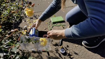 Abbildung 1: Die gelbe Candela Wir sammeln Duftproben direkt an den Blüten und zerlegen ihre Düfte in ihre chemischen Bausteine.(Foto Dom Jack) Abbildung 1: Die gelbe Candela Wir sammeln Duftproben direkt an den Blüten und zerlegen ihre Düfte in ihre chemischen Bausteine.(Foto Dom Jack)
