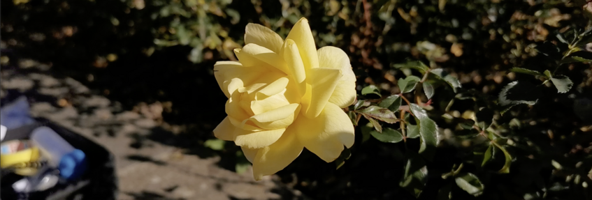 Scent Profile of the Yellow Rose „Candela“ Scent Profile of the Yellow Rose „Candela“