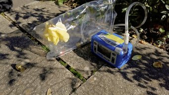 Probenahme an der Sorte Candela:Die hellgelbe Rose entfaltet ihren klaren, frischen Duft – und ihr chemischer Fingerabdruck wird sichtbar gemacht. Probenahme an der Sorte Candela:Die hellgelbe Rose entfaltet ihren klaren, frischen Duft – und ihr chemischer Fingerabdruck wird sichtbar gemacht.