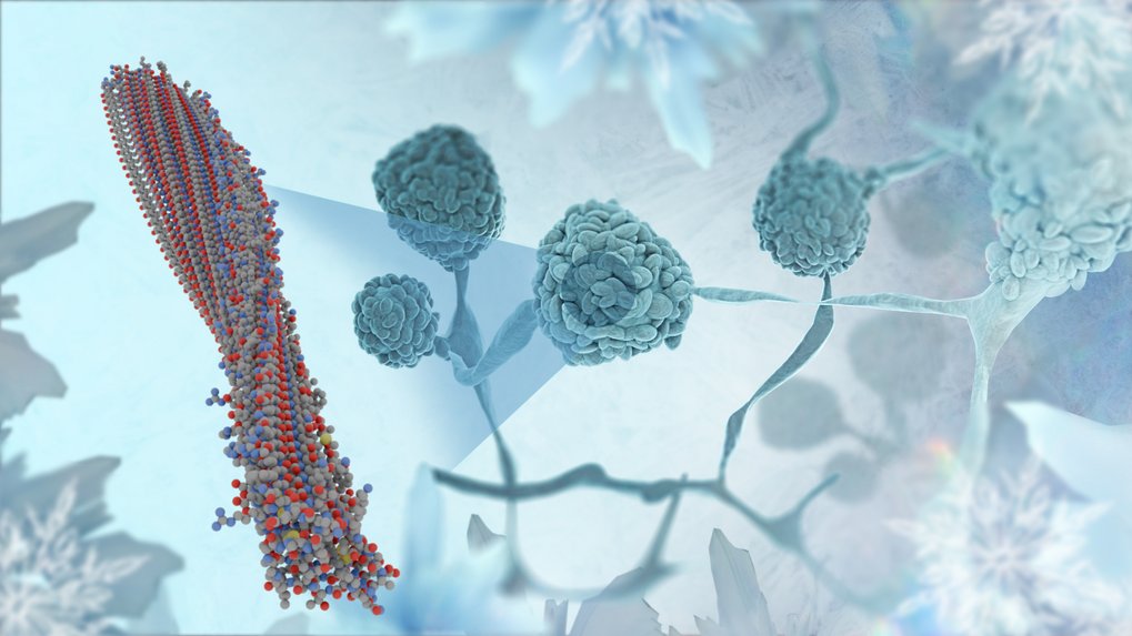 Das Bild zeigt Pilze sowie ein Zoom in den Pilz hinein. Auf der linken Seite wird das InaZ-Protein dargestellt, das bei den Pilzen dafür sorgt, dass Sie eisaktiv sind.
