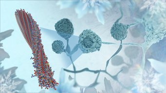 Fungi have adapted genes from bacteria through evolution and can thus freeze water more easily. The image shows fungi and a close-up into the fungus. On the left-hand side, the InaZ protein is shown, which ensures that the fungi are ice-active.