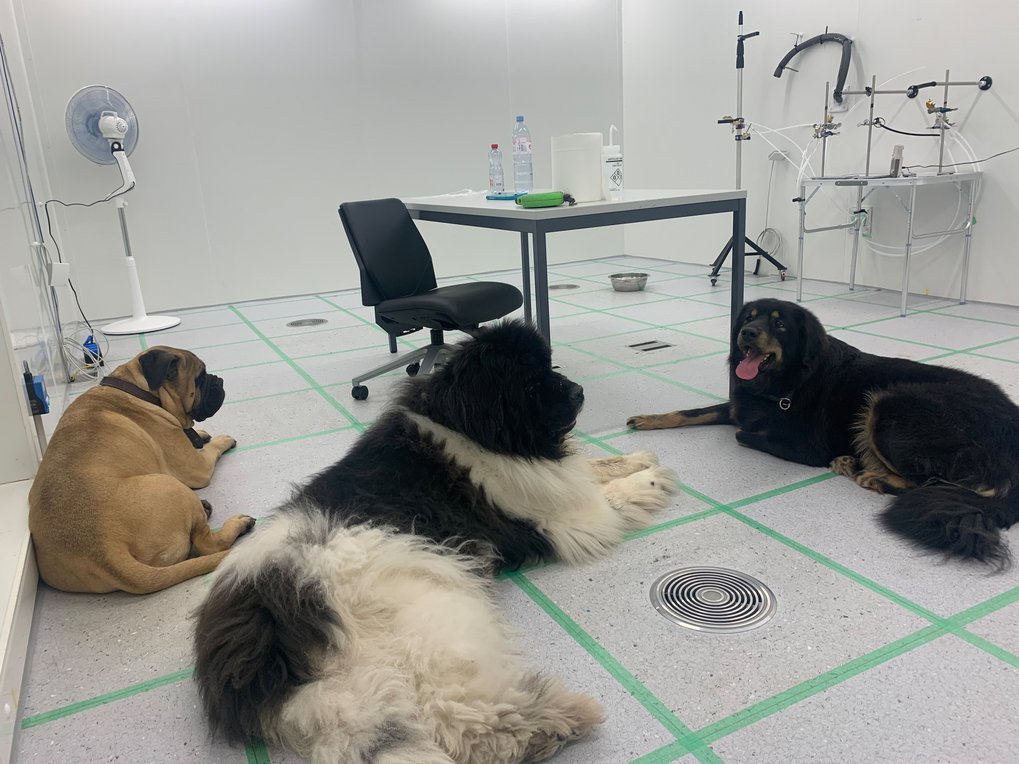 3 huge dogs lying on the floor of the experimentl chamber.