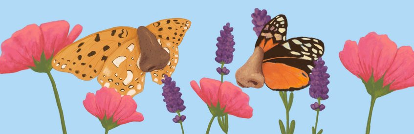 Duft Incognita Zwei Schmetterlinge mit menschlichen Nasen fliegen über rosa Blumen und violette Lavendelstängel.