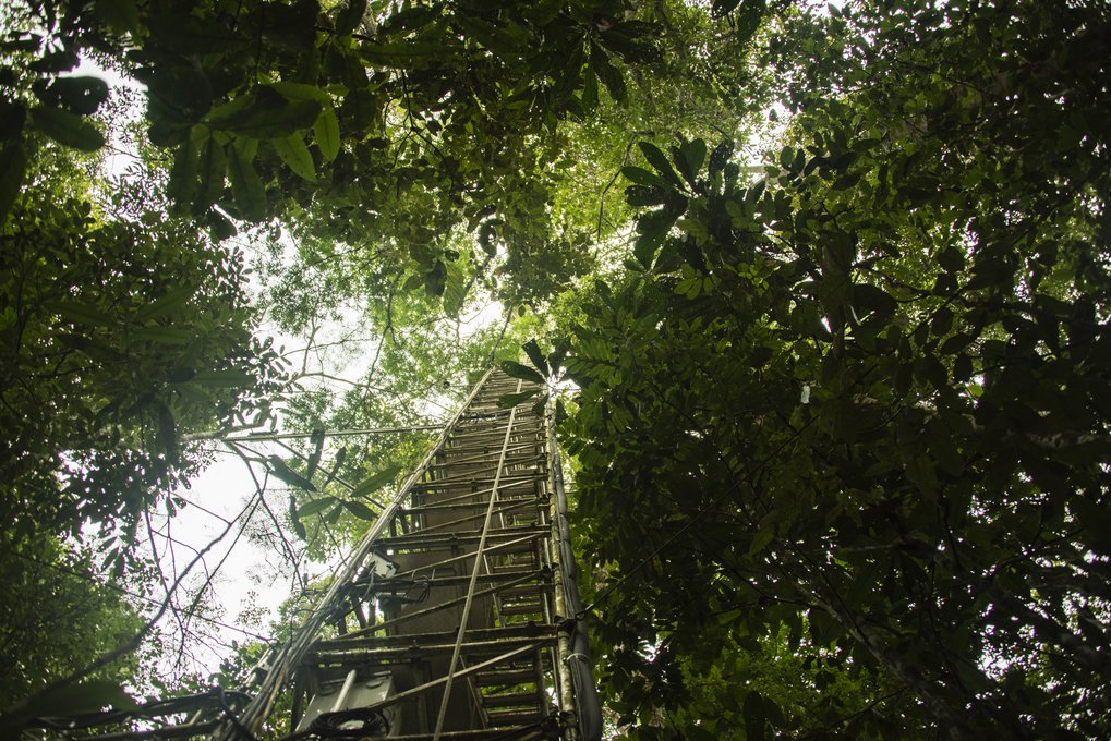 Amazonas-Regenwald, Messturm