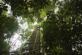 A 80-meter measurement tower near the ATTO research station in the Brazilian rainforest, 93 miles northeast of Manaus. At a height of 23 meters, directly above the forest canopy, the research team collected air samples every one and a half to three hours. Research tower from below in the Amazon rainforest