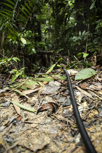Ein Dschungel voller Kabel: Die auf dem Boden verlegten Schläuche führen zu verschiedenen Messstellen im Amazonas-Regenwald, an denen Isopren in der Luft gemessen wurde. Quelle: Dom Jack, MPIC Die auf dem Boden verlegten Schläuche führen zu verschiedenen Messstellen im Amazonas-Regenwald, an denen Isopren in der Luft gemessen wurde.