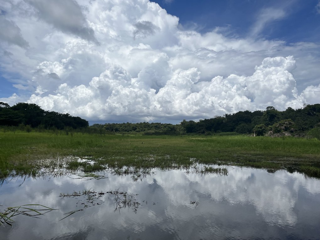 wetlands in the Brazilian rainforests; big clouds on a blue sky