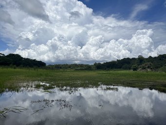 Methane is a potent greenhouse gas. Its concentration in the atmosphere has increased significantly in recent decades. Anthropogenic emissions can be easily quantified. Natural sources, such as the Amazon wetlands, are difficult to measure. Reasons for this include, for example, a lack of measurement data and persistent cloud cover, which interferes with satellite observations. wetlands in the Brazilian rainforests; big clouds on a blue sky