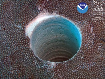 Oberfläche einer Steinkoralle, an der Forschende ein Bohrkern zur Analyse genommen haben. Rundes, tiefes Loch in einer Korallenoberfläche im Meer.