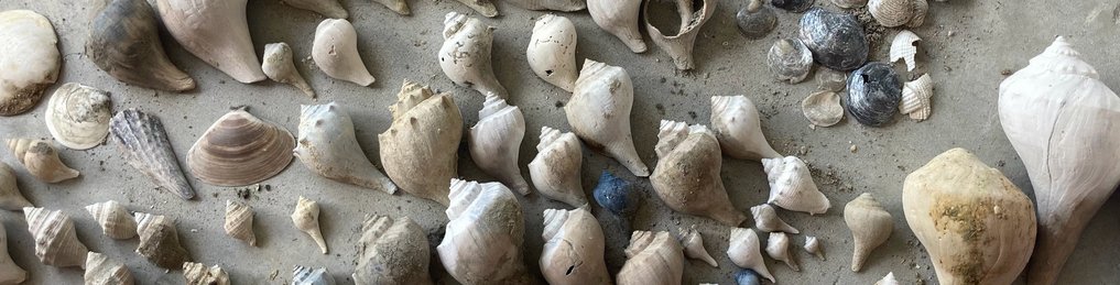 Muscheln